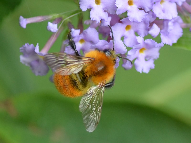 Imenottero col pellicciotto? Bombus pascuorum